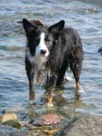 Hound in the sea in Somerset