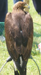 Golden Eagle