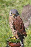 kestrel