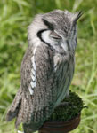 Skops Owl