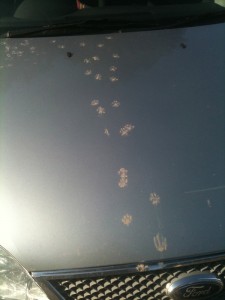 Pawprints up the bonnet