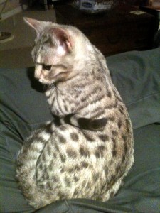 Cricket - the silver bengal kitten