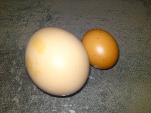 Todays egg, on the right