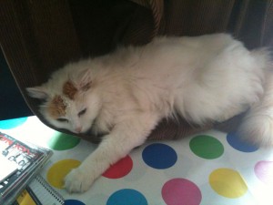 Psycho Cat, asleep on the table, wrapped in curtain