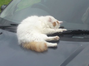 Asleep on the wipers