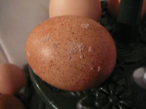 Patchy egg