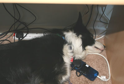 Hound asleep under the desk