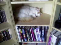 bizarre cat sleeping on a bookshelf