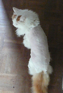 Shaved cat