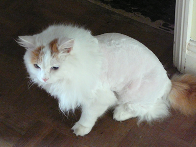 Shaved cat