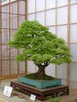 Bonsai Acer, 180 years old