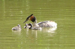 great crested grebe, plus chicks