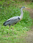 heron by the side of the path