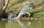 shot of heron with its head underwater as it catches a fish