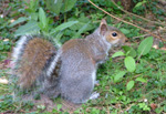 Squirrel, taken from the patio of our villa/chalet