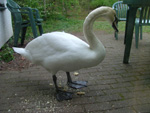 One of the swans that came right up to the villa/chalet