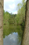 view of one section of lake, taken between two tree trunks